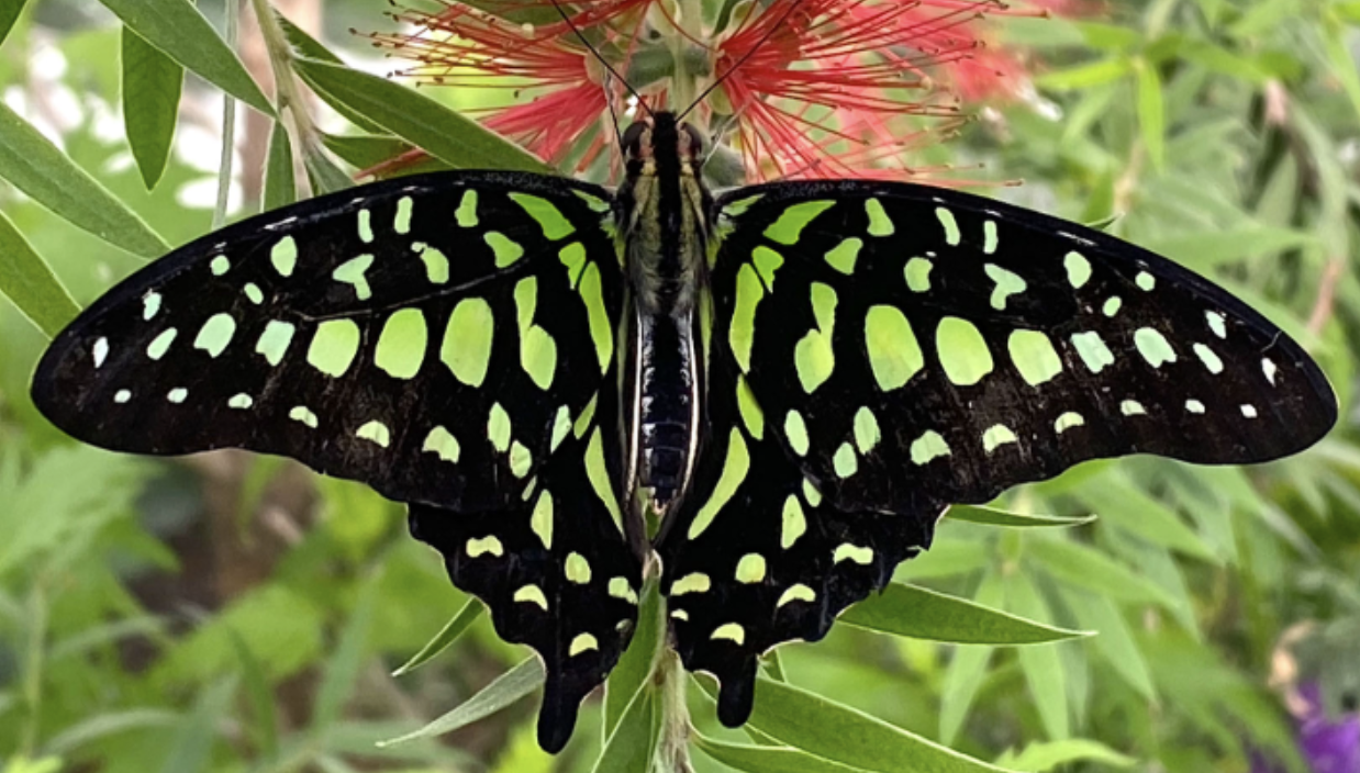 Visit to the Missoula Butterfly House and Insectarium